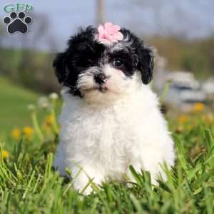 Twila, Teddy Bear Puppy